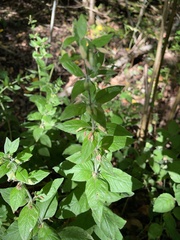 Lysimachia punctata