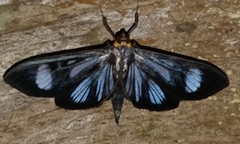 Phostria euagra