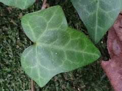 Hedera rhombea