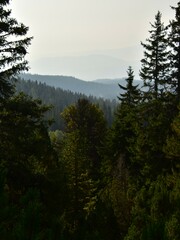 Abies alba