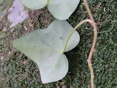 Hedera rhombea