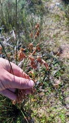 Thamnochortus insignis