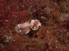Diaphorodoris luteocincta