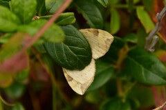 Eulithis populata