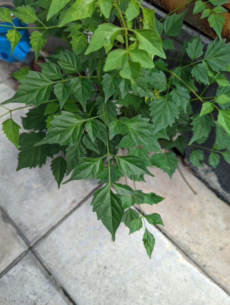 Millingtonia hortensis, Khlong Toei Nuea, Watthana, Bangkok 10110, Thailand