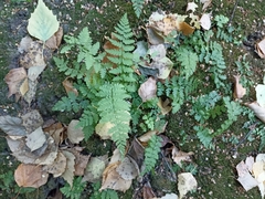 Cystopteris fragilis