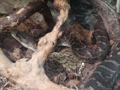 Chilabothrus striatus