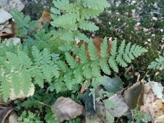 Cystopteris fragilis