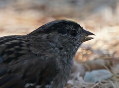 Zonotrichia atricapilla