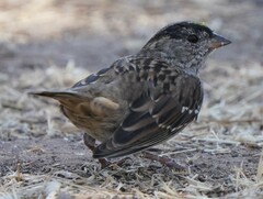 Zonotrichia atricapilla