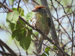 Cyclarhis gujanensis insularis