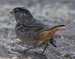 Zonotrichia atricapilla