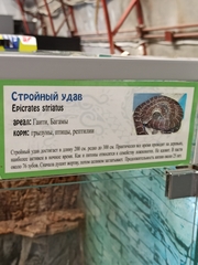 Chilabothrus striatus