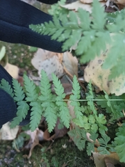 Cystopteris fragilis