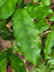 Itea parviflora