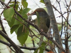 Cyclarhis gujanensis insularis