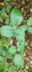 Derris trifoliata