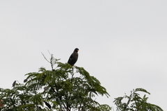 Acridotheres javanicus