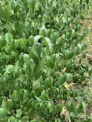 Cornus rugosa
