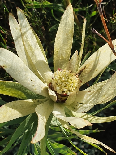 Image of Leucadendron burchellii by (c) Corli du Toit Smith, some rights reserved (CC BY)