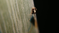 Uloboridae