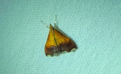Pyrausta bicoloralis