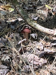 Suillus spraguei
