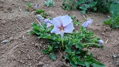 Lycianthes peduncularis