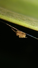 Uloboridae