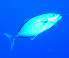 Flavocaranx bajad