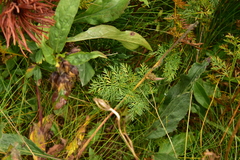Selinum carvifolia