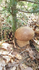 Boletus reticulatus