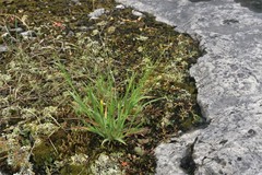 Panicum philadelphicum