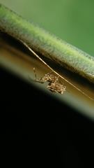 Uloboridae