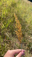 Sorghastrum
