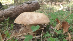 Boletus reticulatus