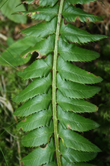 Polystichum lonchitis