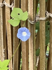 Ipomoea hederacea