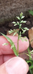 Poa annua