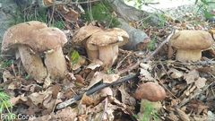 Boletus reticulatus