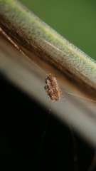 Uloboridae