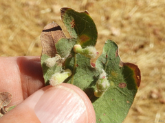 Atrusca clavuloides