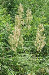 Rumex thyrsiflorus