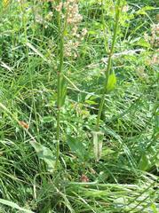 Rumex thyrsiflorus