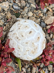 Lycoperdaceae