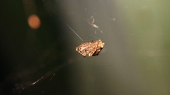 Uloboridae