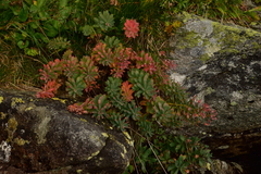 Rhodiola rosea