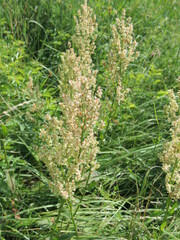 Rumex thyrsiflorus