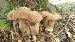 Boletus reticulatus