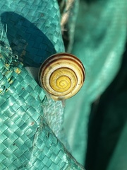 Cepaea nemoralis